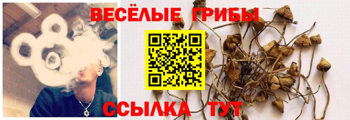 Галлюциногенные грибы Psilocybine cubensis Ачхой-Мартан